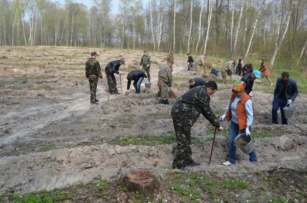 Як на Волині садять ліс. ФОТО